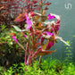 Ultum Nature Systems Mini Alternanthera Reineckii Red Stem Tissue Culture Live Plant for Aquarium, Aquascape, Freshwater Fish Tanks - 100% Snail Free in Vitro