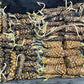 Live Hardy Water Lily Tubers Rhizomes Bulb Seed Nymphaea Aquatic Pond Plants Water Gardens Pre-Grown Flower in White Pink Red Yellow Orange Blue Purple (1, Red Hardy Pond Lily)