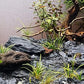 Natural Slate Stone 5 to 7 Inches - USA Sourced and Packaged for Aquascaping Aquariums, Terrariums, Paludariums, Reptile Enclosures, and Gardens (10lbs)