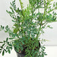 ruda rue Full Plant with Root, GREEN