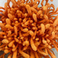 Hodgins Harvest Organic Lion’s Mane + Cordyceps Tincture | Made with Mushrooms Grown On Our Farm in The USA | Dual Extract | Extra-Concentrated (4 fl oz)