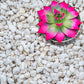 Perlite for Plants, Extra Coarse Grade 4 Horticultural Perlite, Organic Perlite for Gardening Indoor & Outdoor, Made in USA (5 quarts)