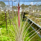 Air Plants - Tillandsia Juncea, Jumbo 8-12" - 1ct - Live Arrival Guaranteed - House Plants for Home Decor & Gift