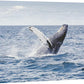 wall26 Canvas Print Wall Art Tropical Ocean Sea Water Horizon Blue Whale Nature Animals Photography Realism Rustic Scenic Landscape Wilderness Colorful for Living Room, Bedroom, Office - 12"x18"