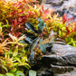 Ultum Nature Systems Live Tissue Culture - Bucephalandra Brownie Phoenix - Easy, Low-Med Light - Dark Green, Red, Purple Accent - Foreground to Midground - 100% Snail Free Grown In-Vitro - Regular Cup