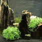 BEGONDIS Aquarium Decorations Fish Tank Artificial Green Water Plants Made of Soft Plastic, Safe for All Fish & Pets (Style-3)