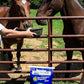 New Country Organics | Elite Horse Feed for Horses Under The Stresses of Competition and Travel | Corn-Free and Soy-Free | 14% Protein | Certified Organic and Non-GMO | Grain & Oats Feeder 40 lbs
