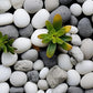 Natural Unpolished Bulk Pebbles 20lbs, 2-3 Inch White River Rocks, Hand-Picked Premium Stones for Landscaping and Garden Design Fish Tank, Flower Pots, Pathways and Backyard