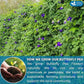 FreshDrinkUS, Premium 75 Tea Bags Blue Butterfly Pea Flowers, 100% Natural and Pure from Butterfly Pea Flowers, Made With Natural Material Tea Bag, No Sugar, No Caffeine, No Gluten, Vegan