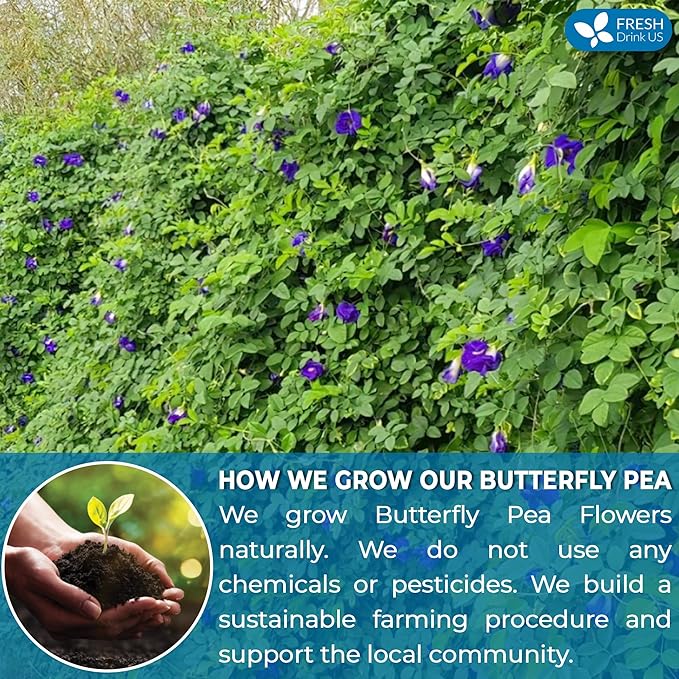 FreshDrinkUS, Premium 75 Tea Bags Blue Butterfly Pea Flowers, 100% Natural and Pure from Butterfly Pea Flowers, Made With Natural Material Tea Bag, No Sugar, No Caffeine, No Gluten, Vegan