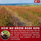 FreshDrinkUS, Premium 135 Rosehip Tea Bags, 100% Natural & Pure from Rose Hip Fruits. Loose Rosehip Herbal Tea. Made with Natural Material Tea Bags. No Sugar, No Caffeine, No Gluten, Vegan.