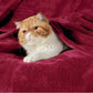 Bedsure Fleece Throw Blanket Red - 300GSM Blankets for Couch, Sofa, Bed, Soft Lightweight Plush Cozy Throws for Toddlers, 50x60 inches