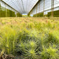 Air Plants - Tillandsia Funckiana, Large 5" - 5ct - Live Arrival Guaranteed - House Plants for Home Decor & Gift
