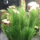 BEGONDIS Aquarium Decorations 5Pcs Fish Tank Artificial Green Water Plants Made of Silk Fabrics Plastic
