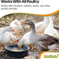 SeaBuck 7 Chicken & Bird Supplement with Sea Buckthorn to Improve Egg Quality (1-Month Supply for 20 Chickens) – Earlier Laying, Egg Production Booster & Higher Quality Eggs