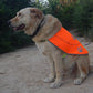 Dog Reflective Vest - Comfortable Jacket Safety Hunting, High Visibility for Dogs with Elastic Straps and Clasp Closure- Yellow, XX-Large
