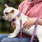 PET ARTIST PU Leather Dog Collar, Bright & Stylish Purple Dog Collar Girl with Quick Release Gold Metal Buckle, Soft Nylon Padded Durable Pet Collars Adjustable for Medium Dogs, Neck Fit 13-19"