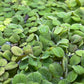 Salvinia Minima Water Spangle Live Floating Aquarium Plant Freshwater Planted Tank Ponds Aquascapes Natural Water Filtration Easy Care Growing Natural Shade Cover Betta Shrimp Salvinia 6 Plants
