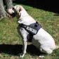 Doggie Stylz Blind Dog Vest Harness with Removable Patches and Reflective Trim. Comes with 2 Blind Dog Reflective Hook and Loop Patches. Measure Dogs Girth Before Purchase (Girth 30”- 42" Black)