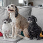 Pet Parents® Washable Dog Diapers (3pack) + Extendrs® of Durable Doggie Diapers, Premium Dog Diapers Female (X-Small, Samba)