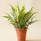 Faux Fern in Terracotta Pot
