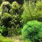 BEGONDIS 2Pcs Aquarium Decorations Fish Tank Artificial Green Water Plants Made of Soft Plastic