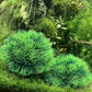 BEGONDIS 2Pcs Aquarium Decorations Fish Tank Artificial Green Water Plants Made of Soft Plastic