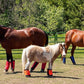 Warrior Fly Boots for Horses - Breathable Mesh Horse Boots for Fly Protection & Leg Comfort - Set of 4 (The Warrior, Neon Orange)