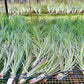 Air Plants - Tillandsia Juncea, Jumbo 8-12" - 1ct - Live Arrival Guaranteed - House Plants for Home Decor & Gift