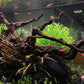 BEGONDIS Aquarium Decorations Fish Tank Artificial Green Water Plants Made of Soft Plastic