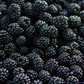 Blackberry 'Apache' (Rubus canadensis)