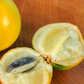 Abiu (Pouteria caimito)