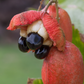 Ackee (Blighia sapida)