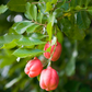 Ackee (Blighia sapida)