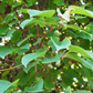 Kiwi 'Prolific' (Actinidia arguta)
