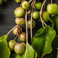 Kiwi 'Prolific' (Actinidia arguta)