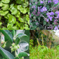 Adaptogen Herb Bundle: Gotu Kola, Skullcap, Ashwagandha, Tulsi
