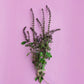 African Blue Basil (Ocimum Kilimandscharicum × Basilicum 'Dark Opal')