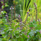 African Blue Basil (Ocimum Kilimandscharicum × Basilicum 'Dark Opal')