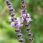 African Blue Basil (Ocimum Kilimandscharicum × Basilicum 'Dark Opal')