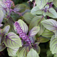 African Blue Basil (Ocimum Kilimandscharicum × Basilicum 'Dark Opal')