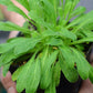 African Dream Root (Silene undulata syn. Silene capensis)