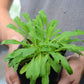 African Dream Root (Silene undulata syn. Silene capensis)