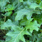 African Eggplant, Nya Nya Chungu (Solanum aethiopicum)
