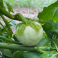 African Eggplant, Nya Nya Chungu (Solanum aethiopicum)