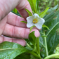 African Eggplant, Nya Nya Chungu (Solanum aethiopicum)