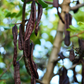 African Locust Bean Tree (Parkia biglobosa)