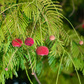 African Locust Bean Tree (Parkia biglobosa)
