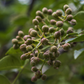 Allspice (Pimenta dioica)