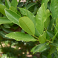 Allspice (Pimenta dioica)
